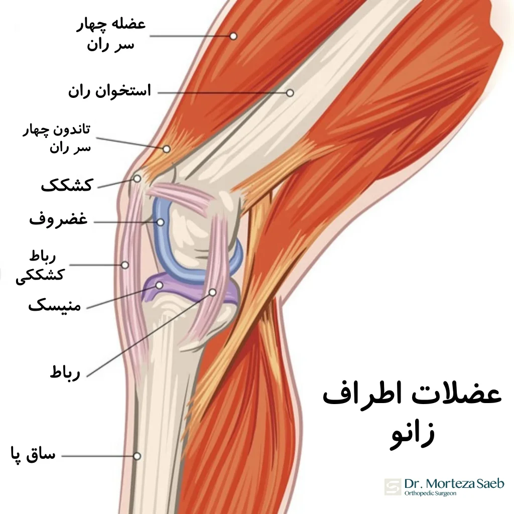 عضلات اطراف زانو